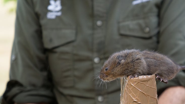 Close up of water vole